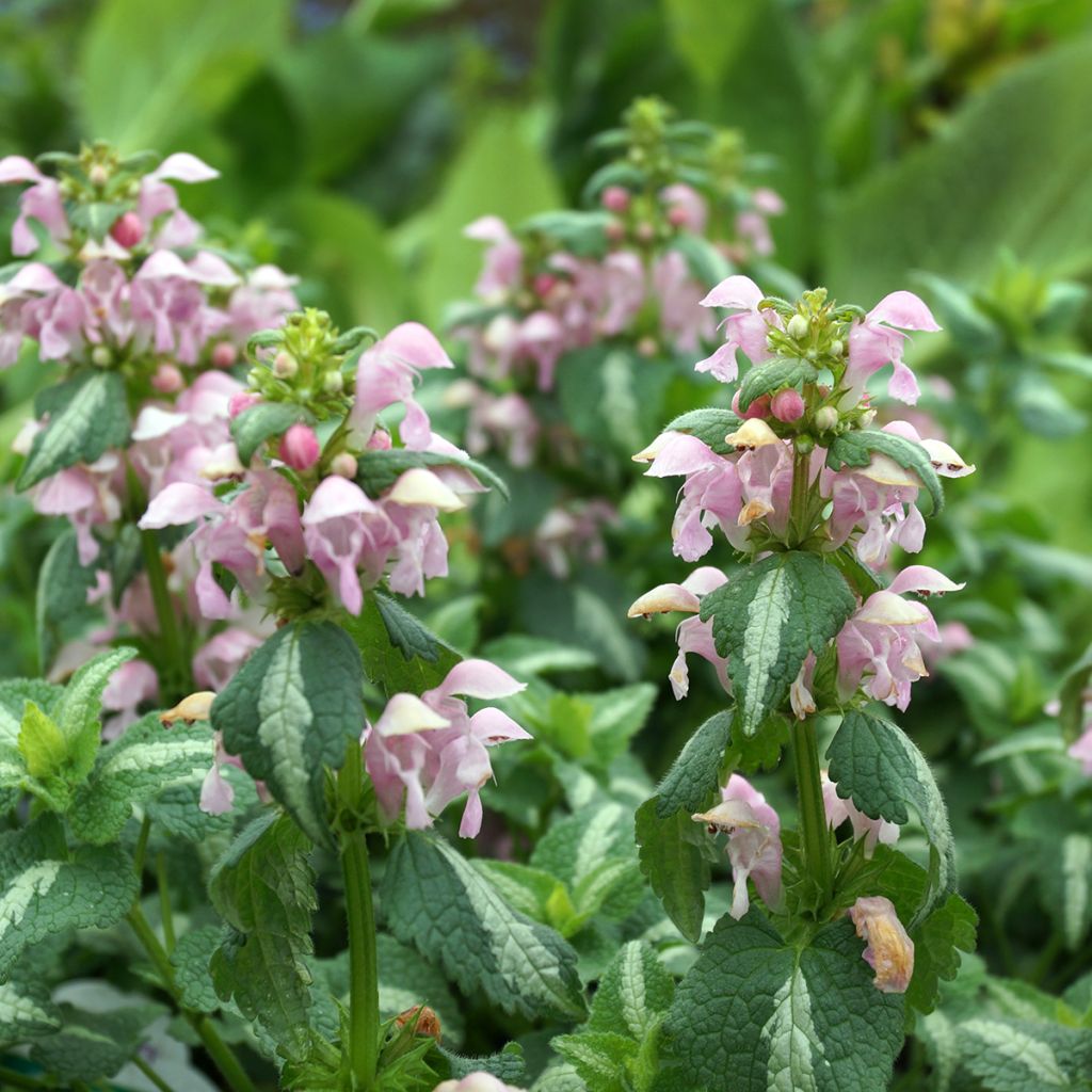 Lamium maculatum Shell Pink - Spotted Deadnettle