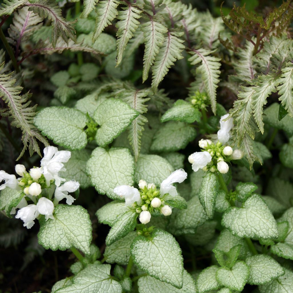 Lamium maculatum White Nancy - Spotted Deadnettle