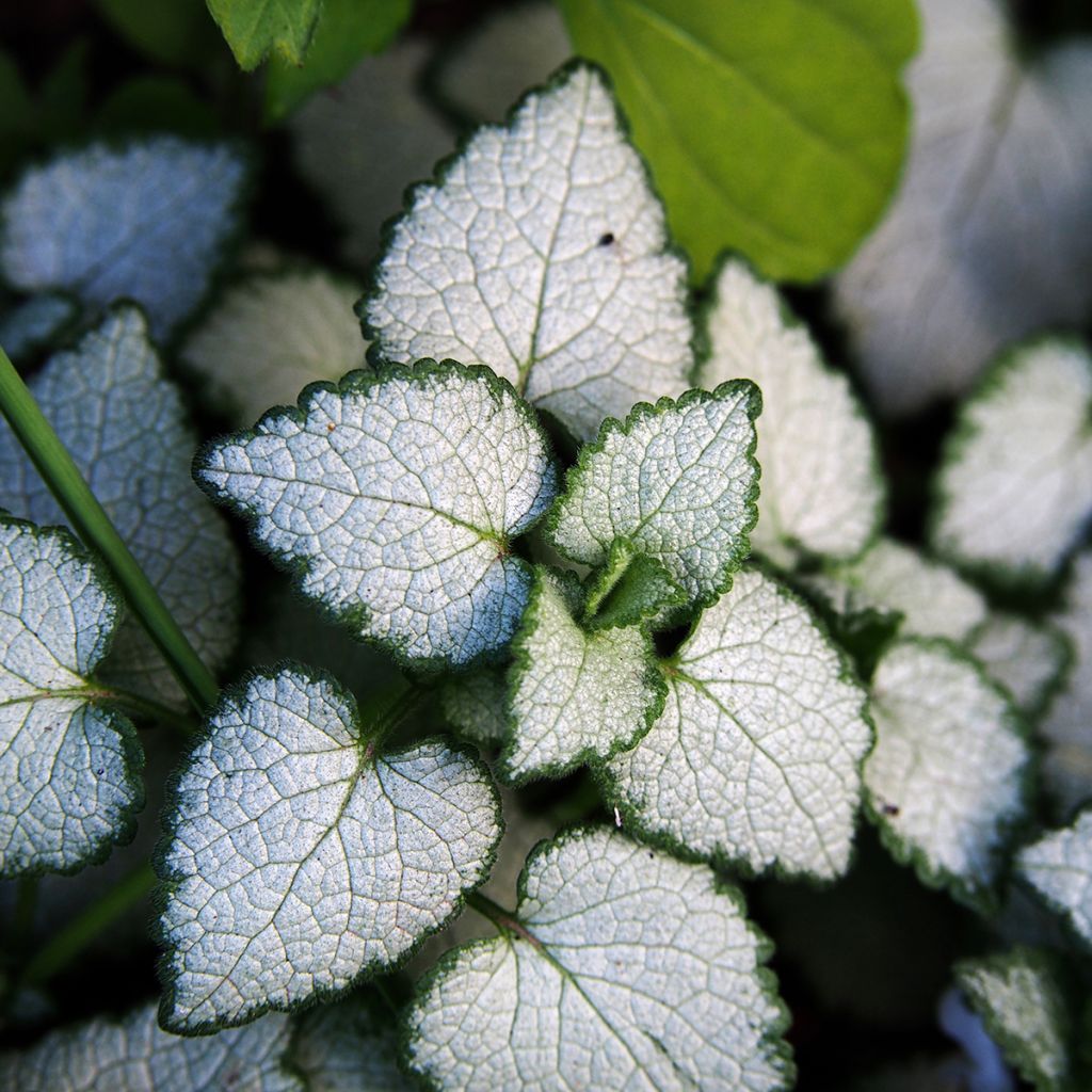 Lamium maculatum White Nancy - Spotted Deadnettle