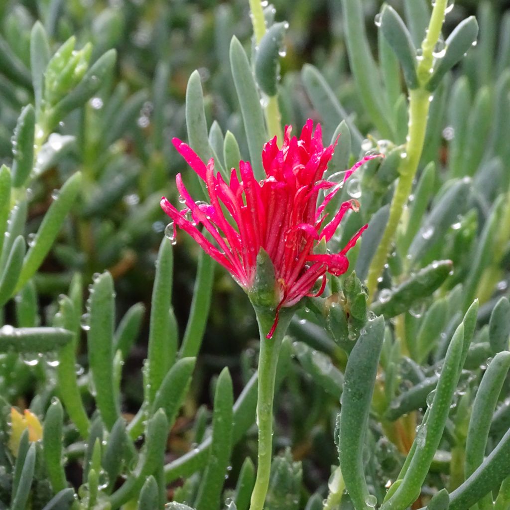 Lampranthus aurantiacus Fleurs roses - Ficoïde orange à fleurs roses