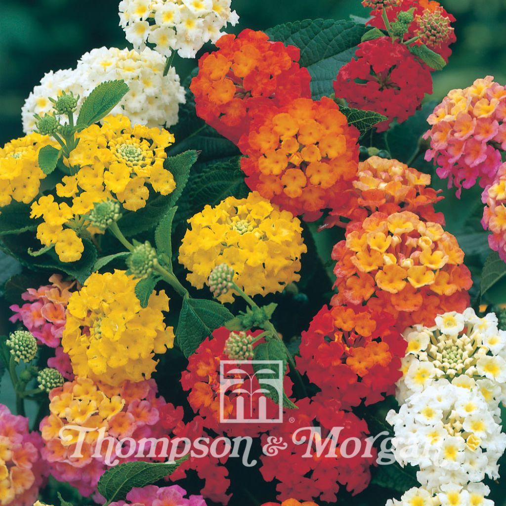 Lantana Camara Mixed Hybrids 