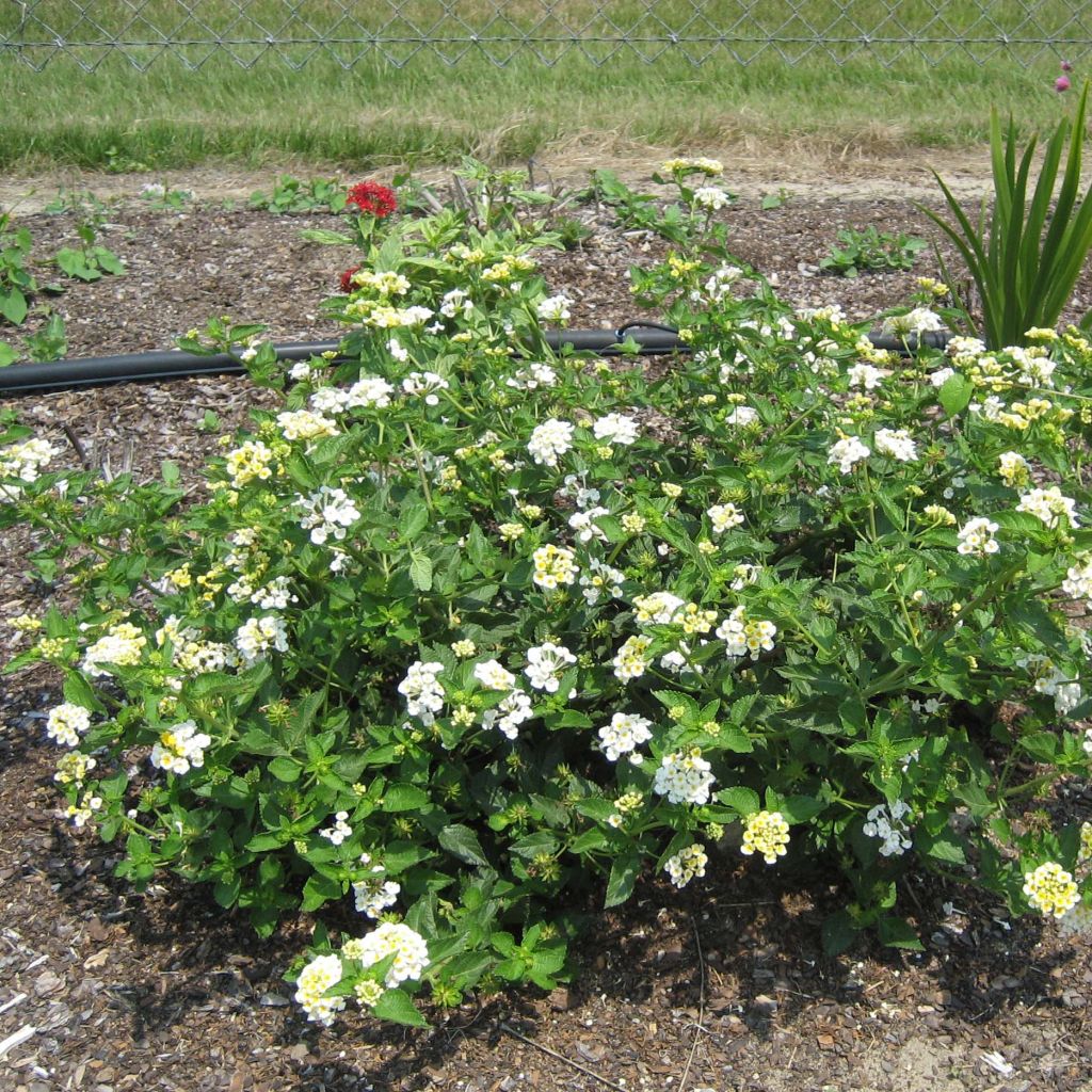 Lantana Sunny Side Up