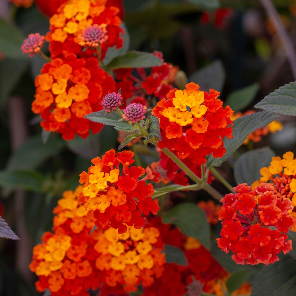 Lantana camara Shamrock Red - West Indian Lantana