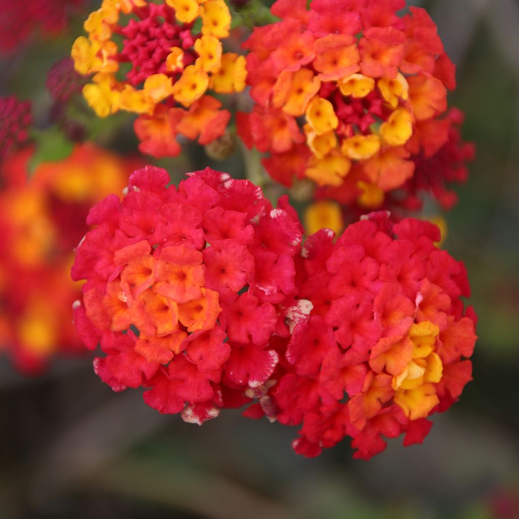 Lantana camara Shamrock Red - West Indian Lantana