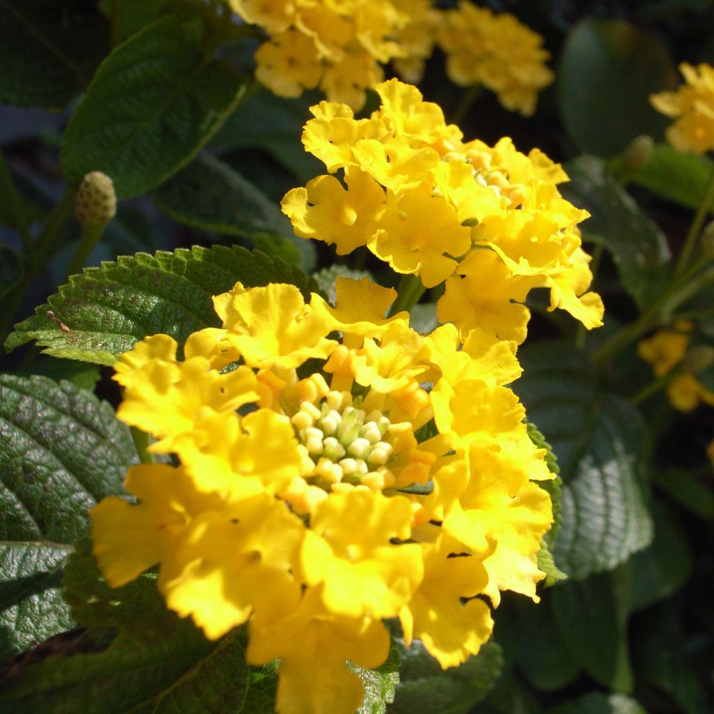 Lantana Camara Simon jaune