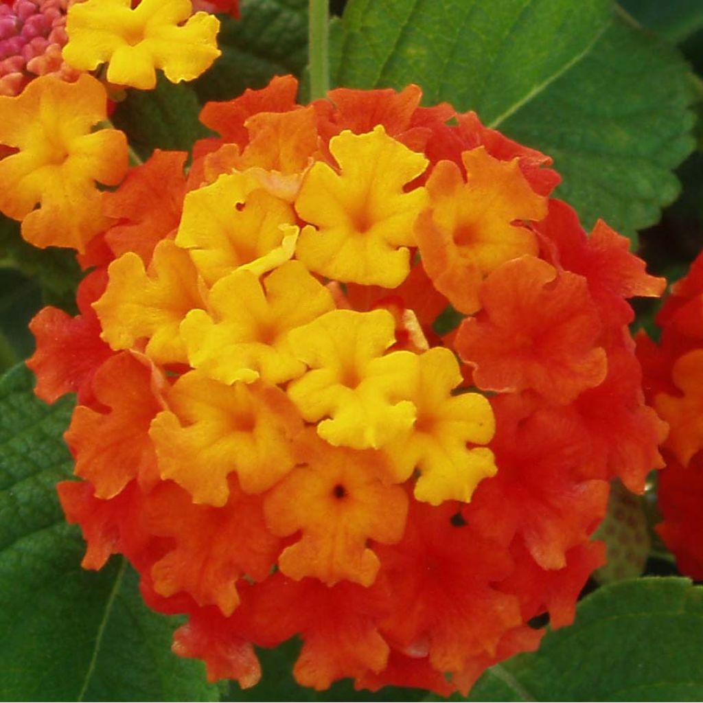 Lantana Camara Simon rouge