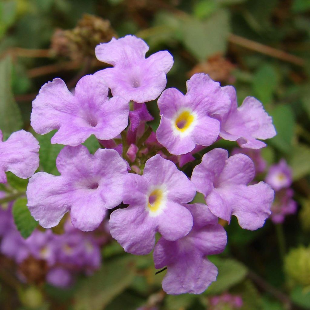 Lantana montevidensis Mauve - Lantanier rampant.