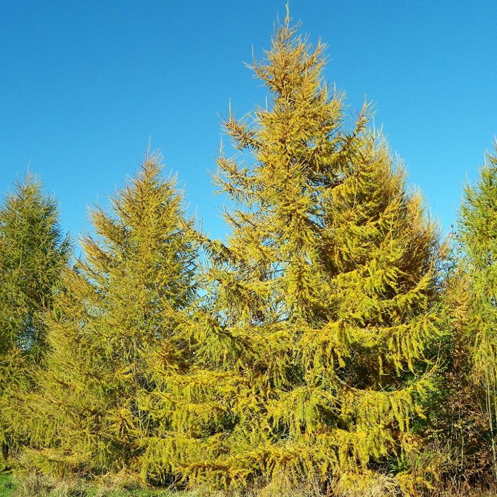 Larix decidua - Mélèze d'Europe