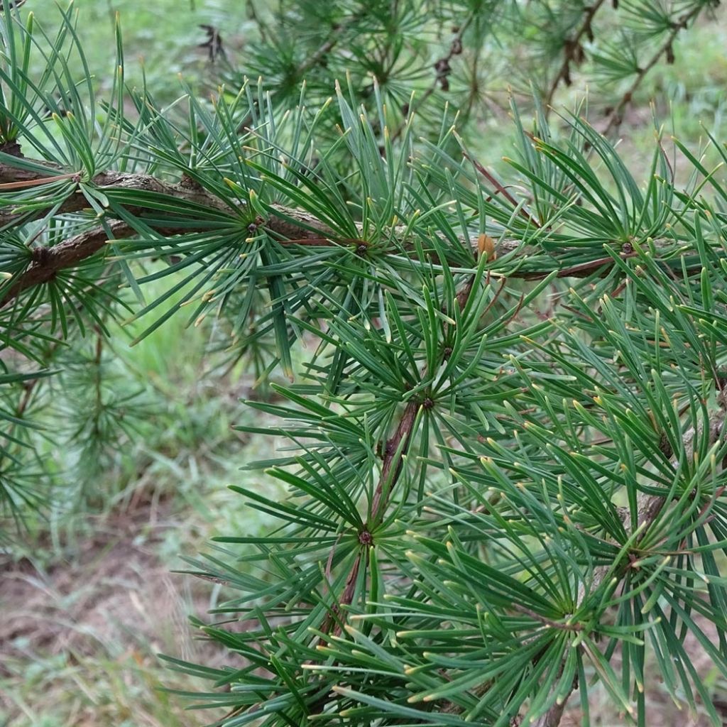 Larix kaempferi - Mélèze du Japon