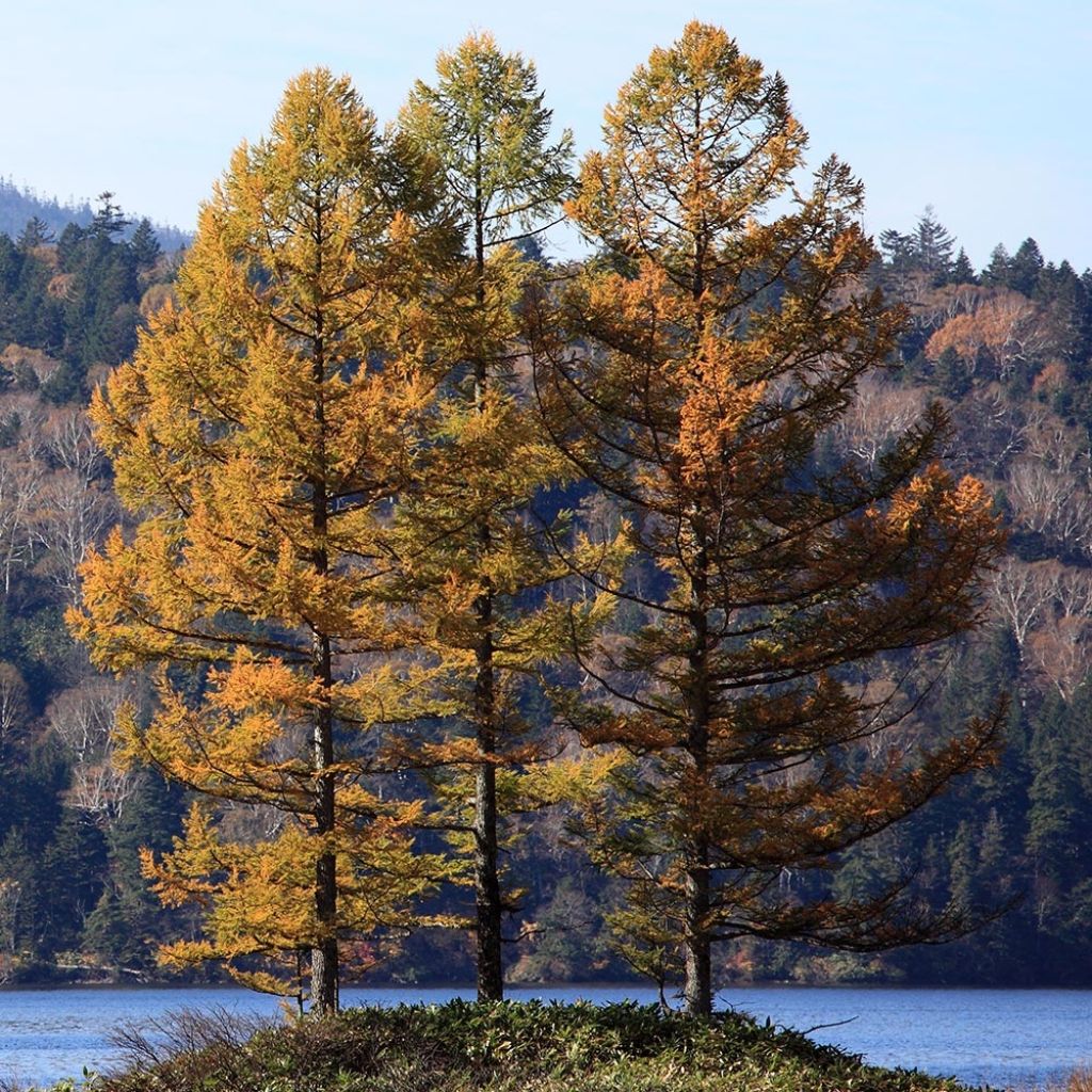 Larix kaempferi - Mélèze du Japon