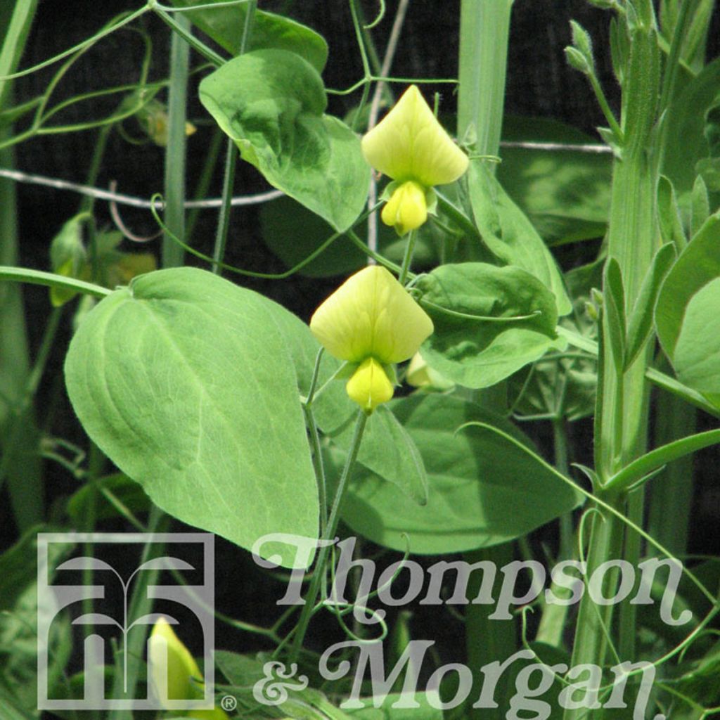 Lathyrus cloranthus Lemonade - Pois de senteur jaune