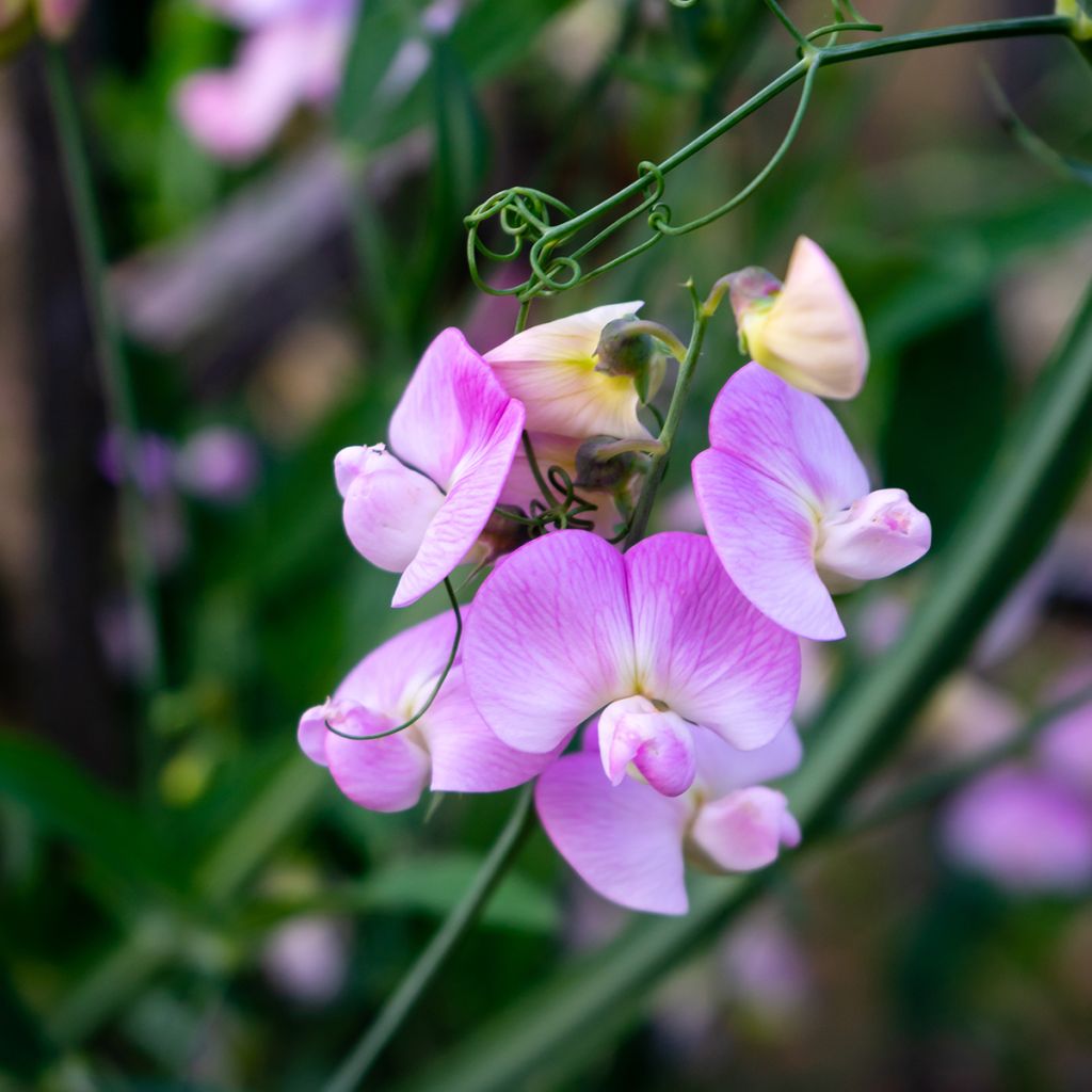 Lathyrus latifolius Pink Pearl - Broadleaf Sweetpea