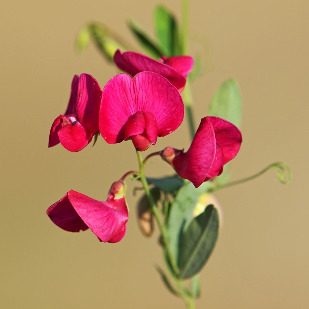 Lathyrus latifolius Red Pearl - Broadleaf Sweetpea