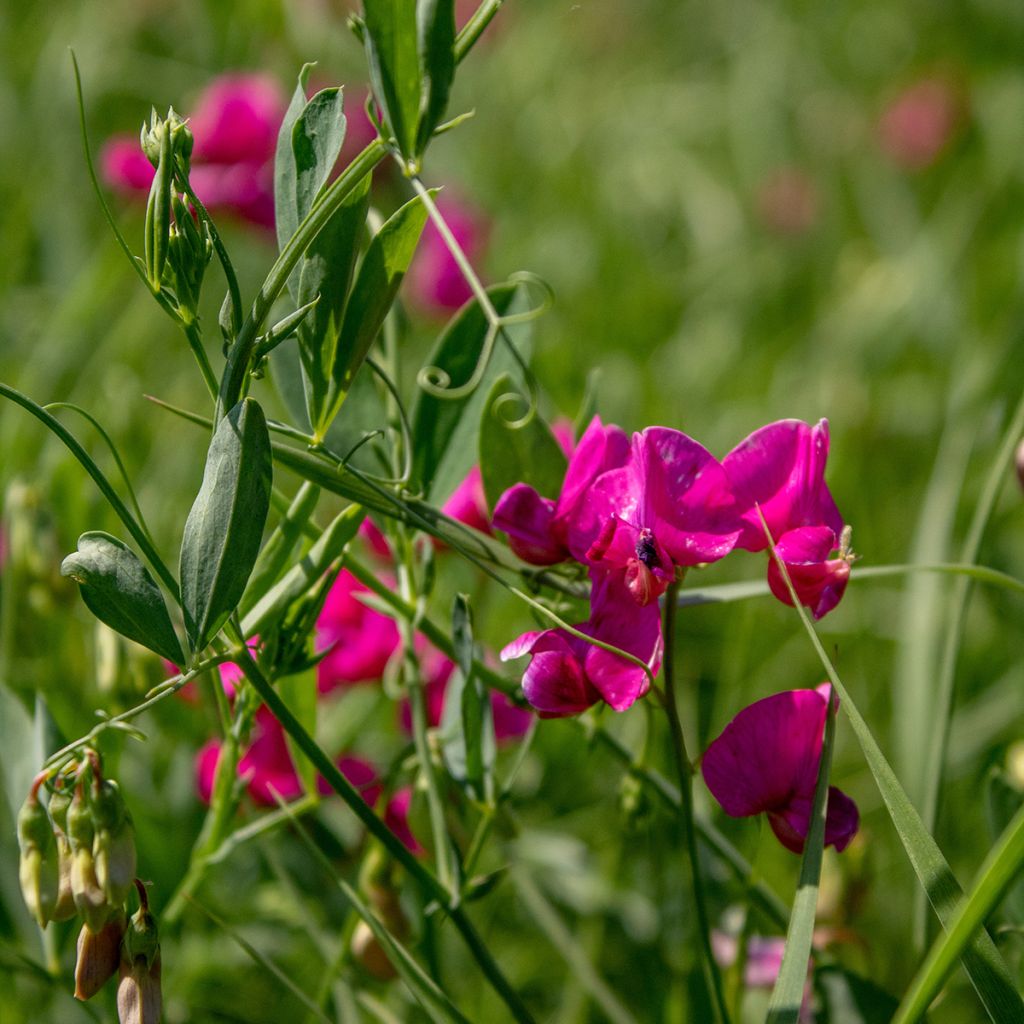 Lathyrus latifolius Red Pearl - Broadleaf Sweetpea