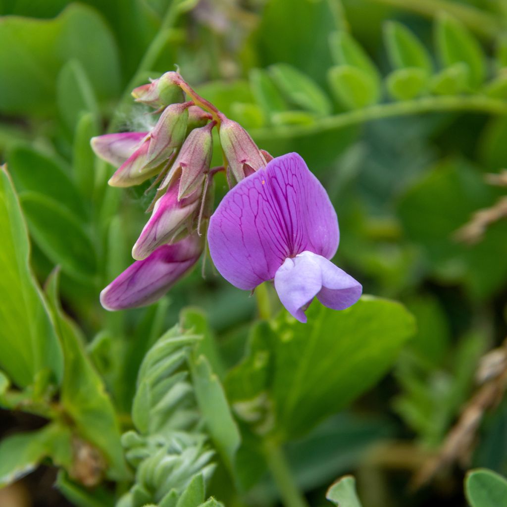 Lathyrus maritimus - Beach Pea