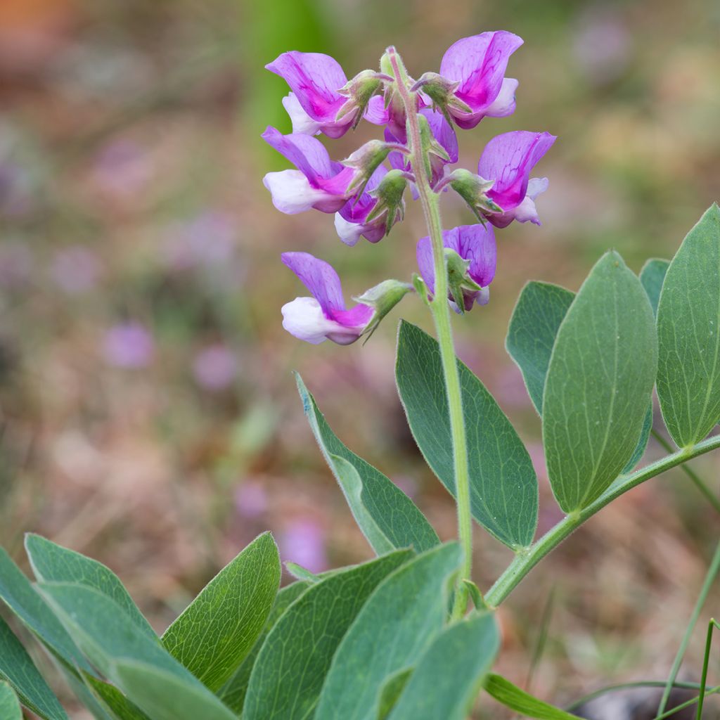 Lathyrus maritimus - Beach Pea