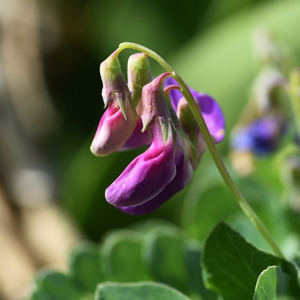 Lathyrus maritimus - Beach Pea