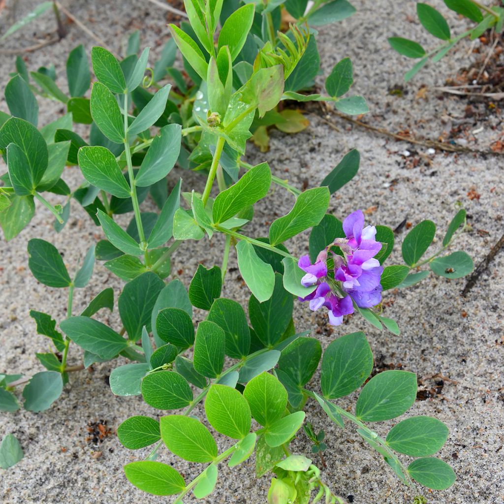 Lathyrus maritimus - Beach Pea