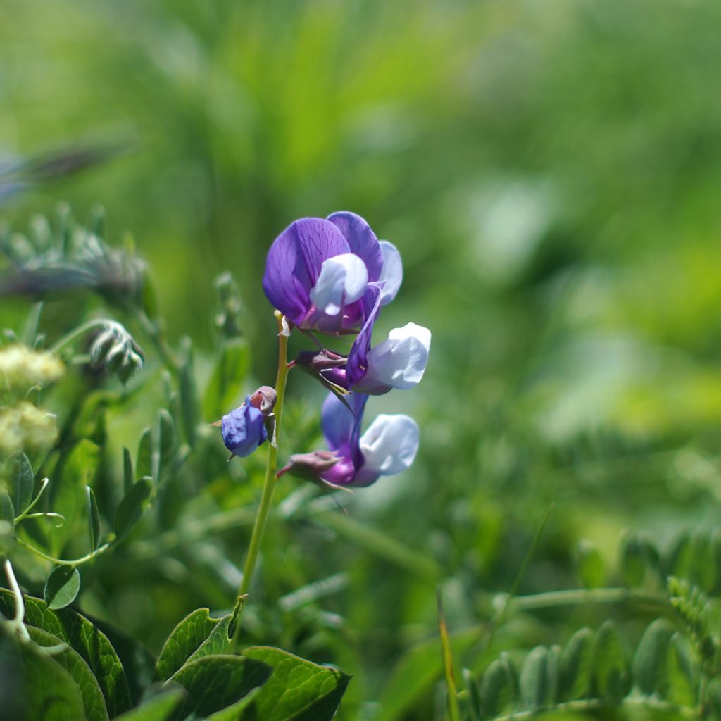 Lathyrus maritimus - Beach Pea