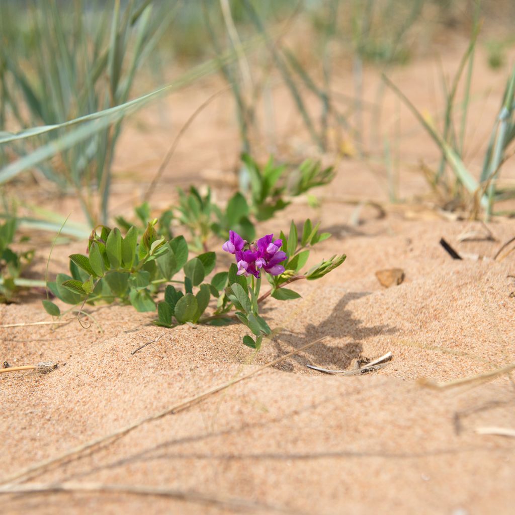 Lathyrus maritimus - Beach Pea