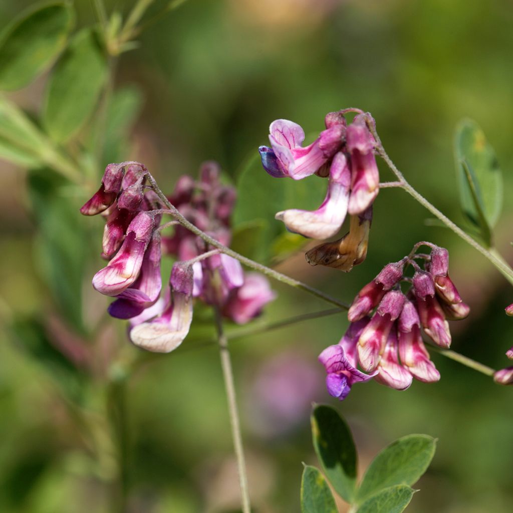 Lathyrus niger