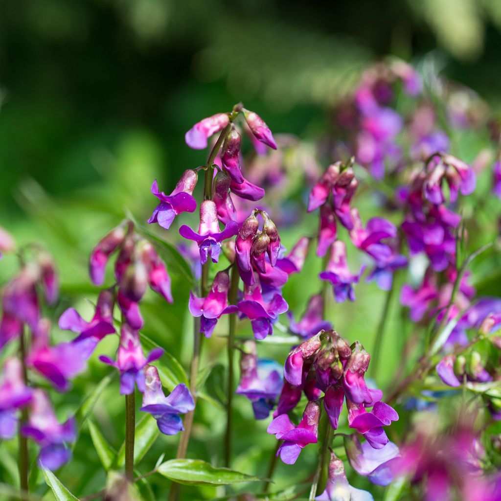 Lathyrus vernus