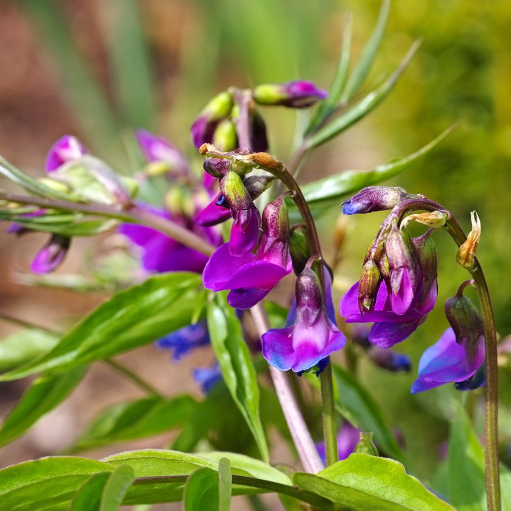 Lathyrus vernus