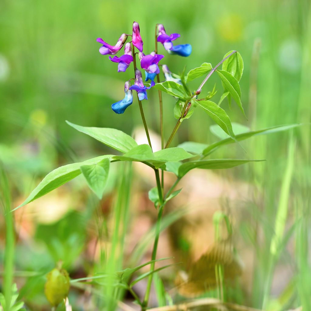 Lathyrus vernus