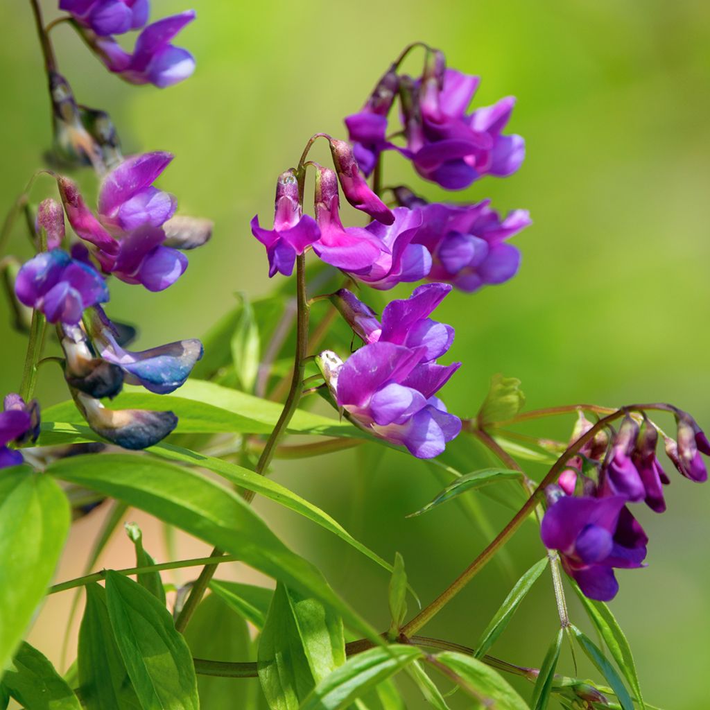 Lathyrus vernus