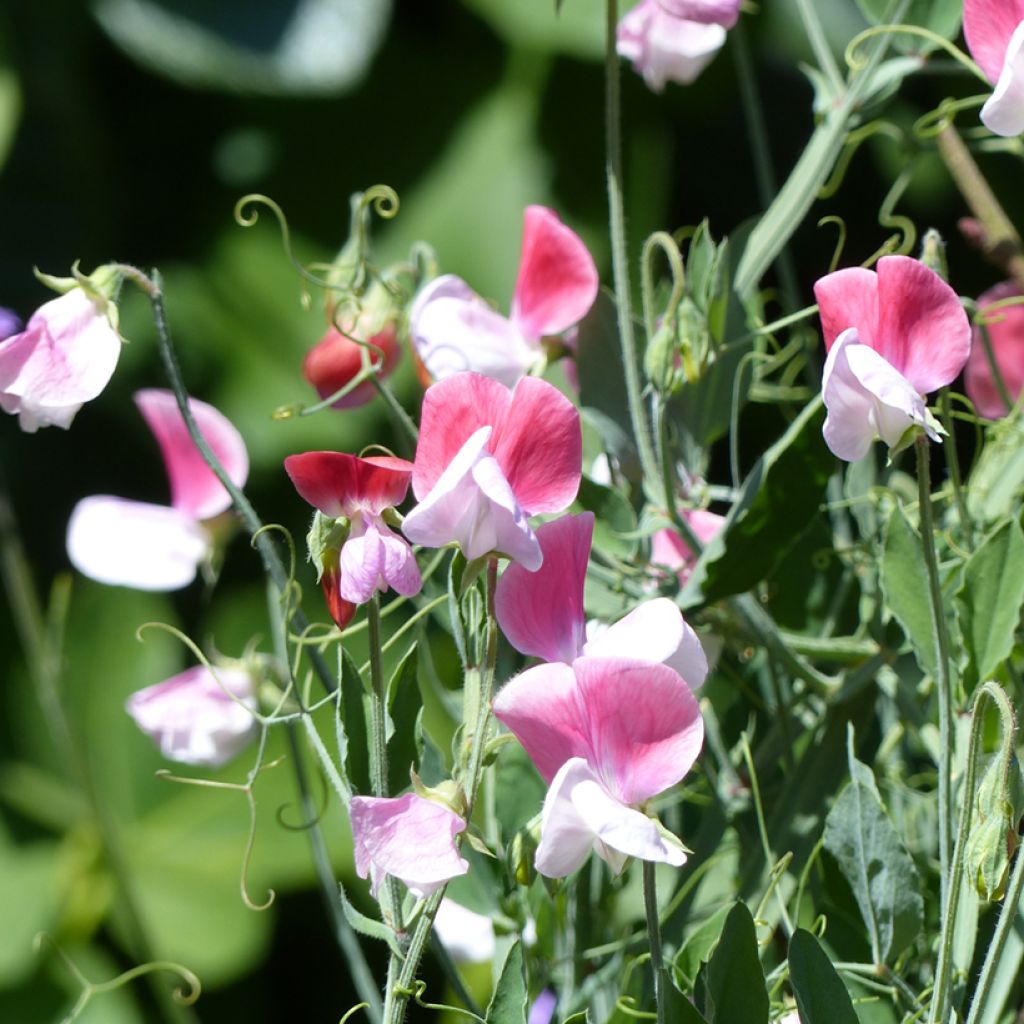 Lathyrus odoratus Cupid Pink - Dwarf Sweet Pea Seeds