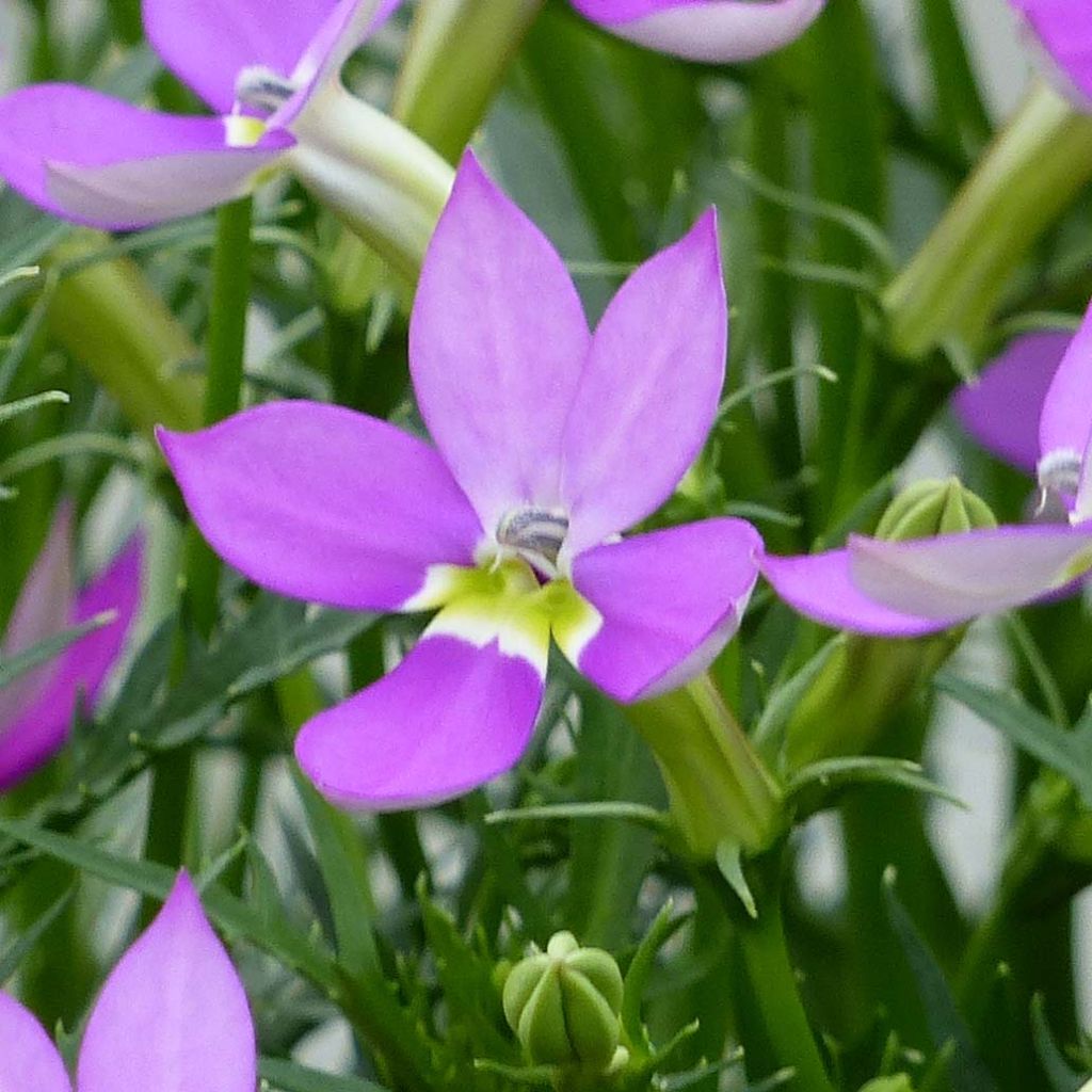 Isotoma axillaris Pattis Pink - Rock Isotome