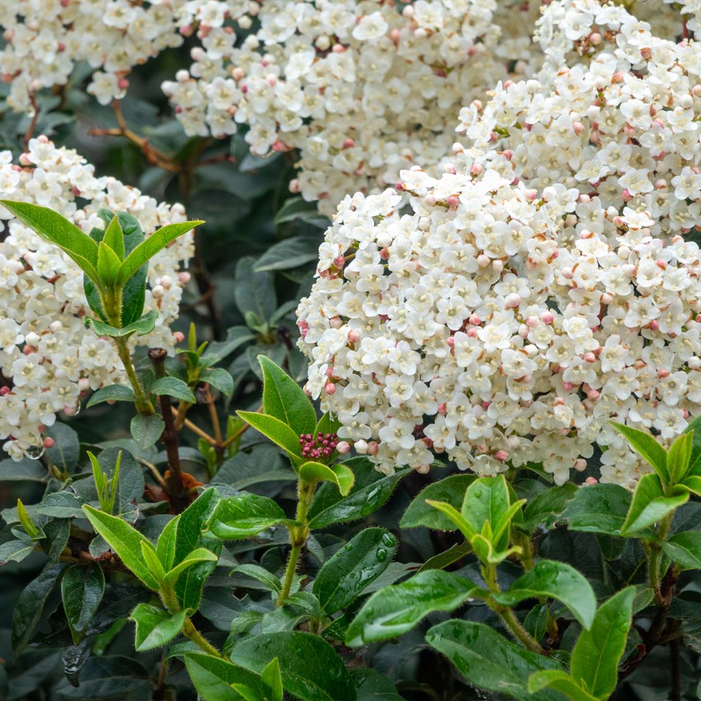 Viburnum tinus Giganteum