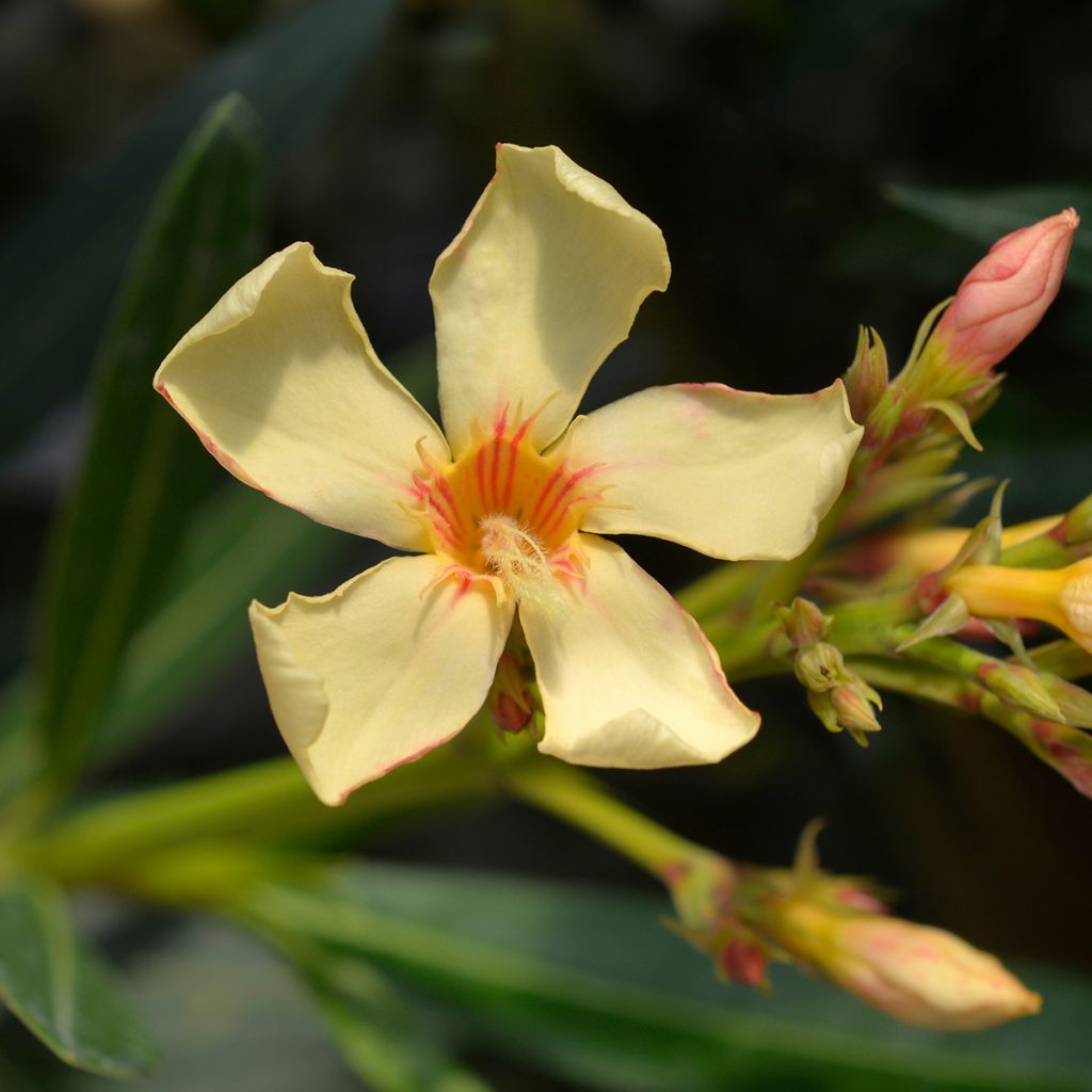 Nerium oleander Yellow