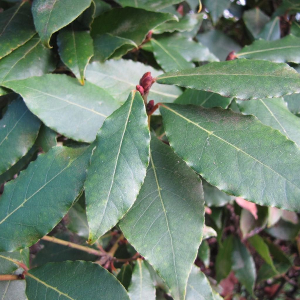 Laurus nobilis - Bay Laurel