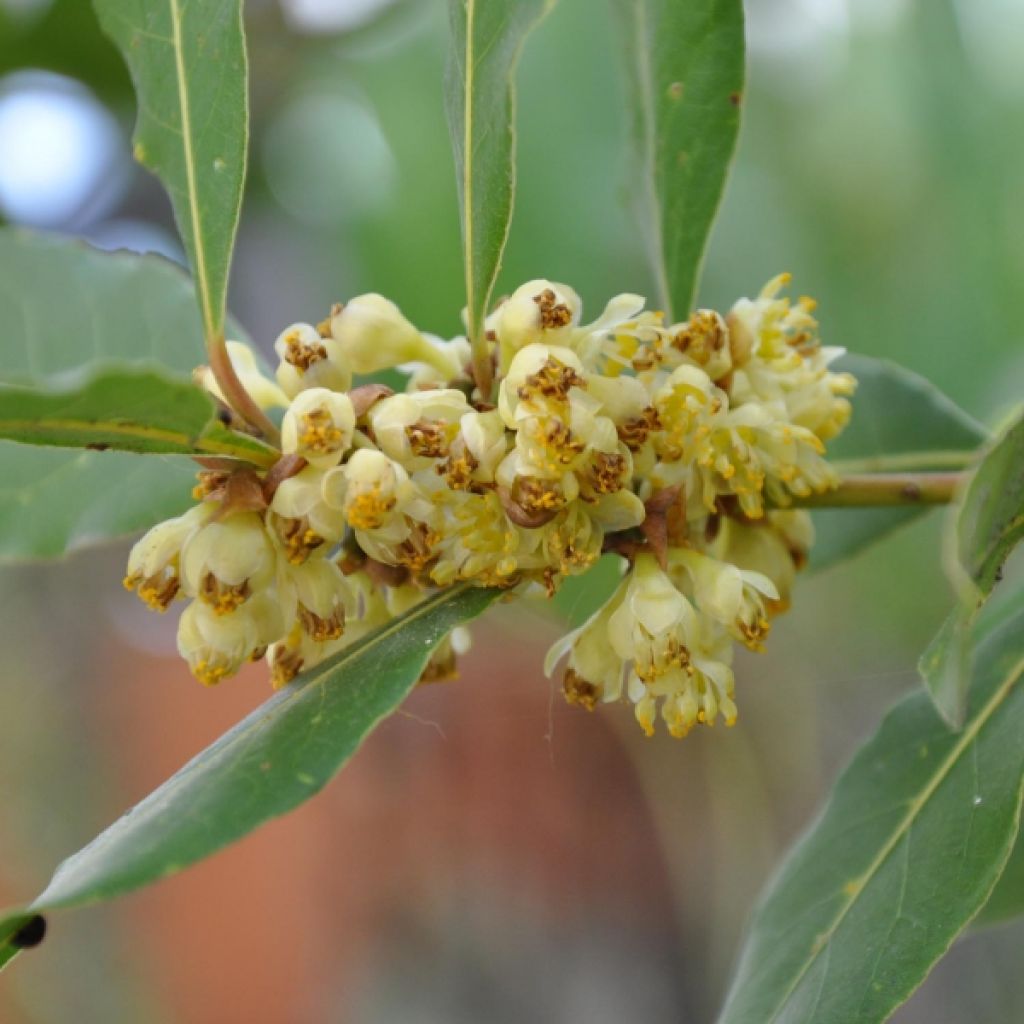 Laurus nobilis - Bay Laurel