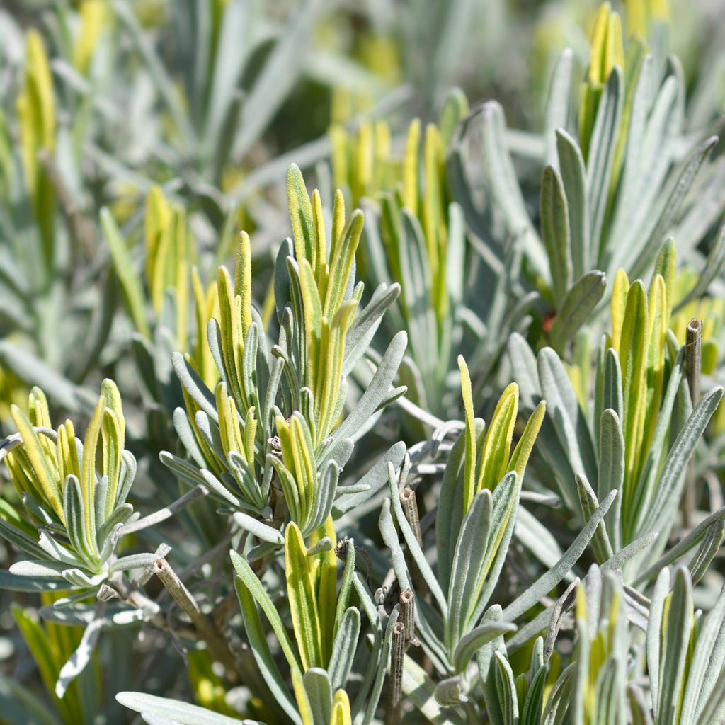 Lavandula intermedia Platinum Blonde - Lavandin