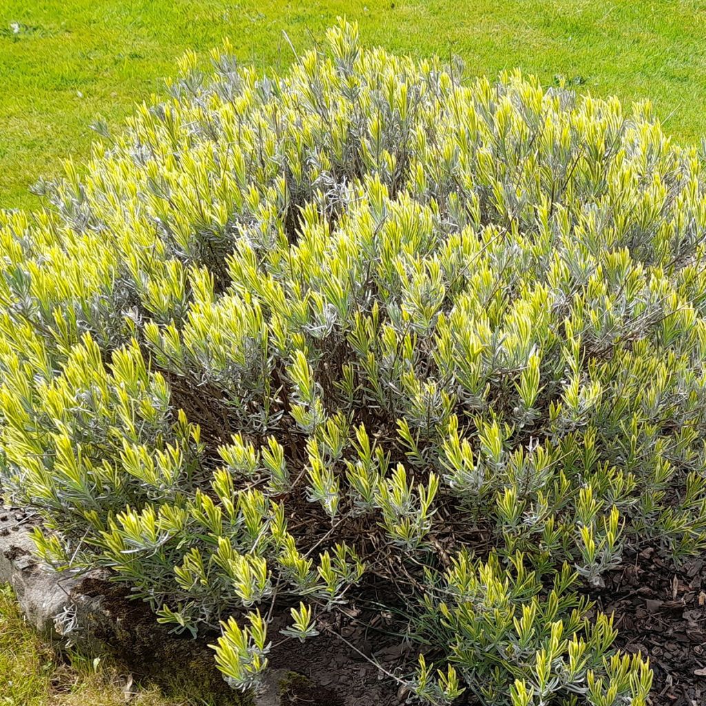 Lavandula intermedia Platinum Blonde - Lavandin