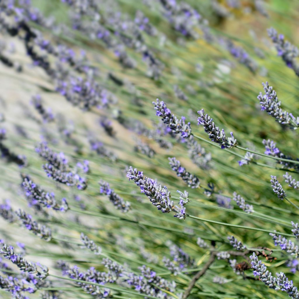 Lavandula intermedia Platinum Blonde - Lavandin