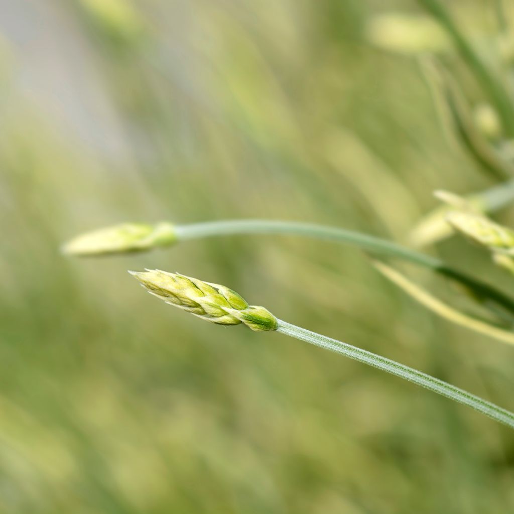 Lavandula intermedia Platinum Blonde - Lavandin