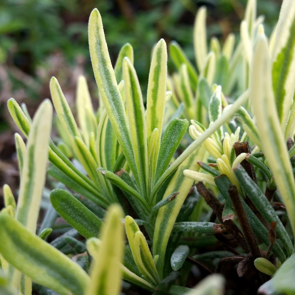 Lavandula intermedia Platinum Blonde - Lavandin