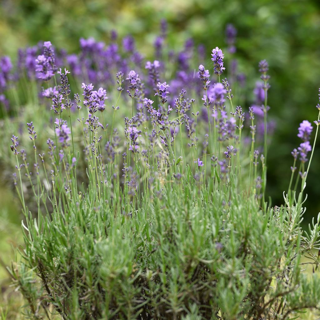 Lavandula officinalis