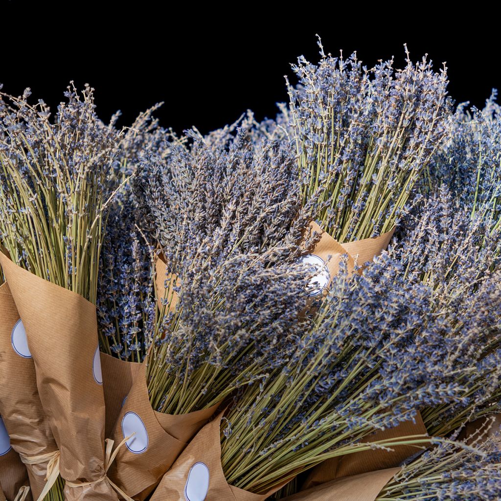 Lavandula officinalis