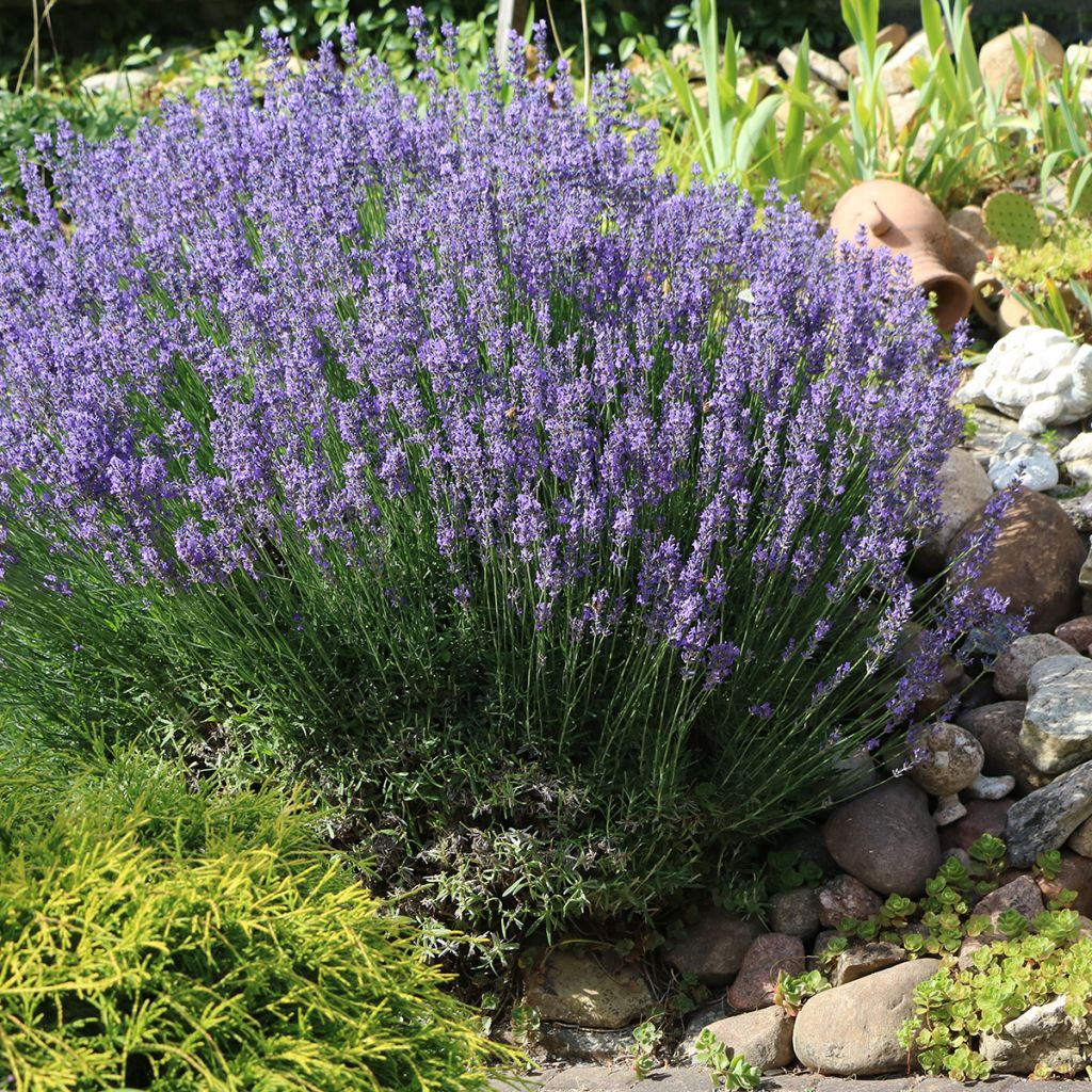 Lavandula officinalis