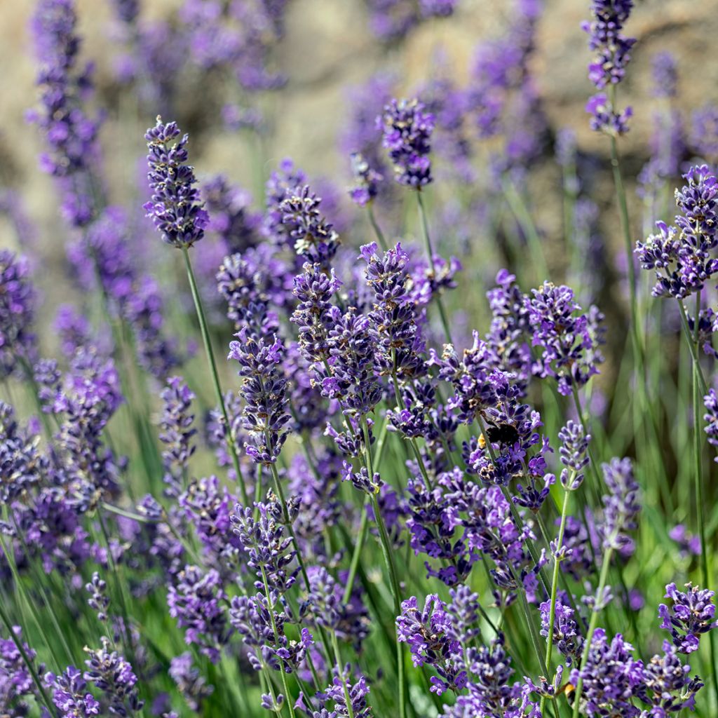 Lavandula angustifolia Munstead - True Lavender