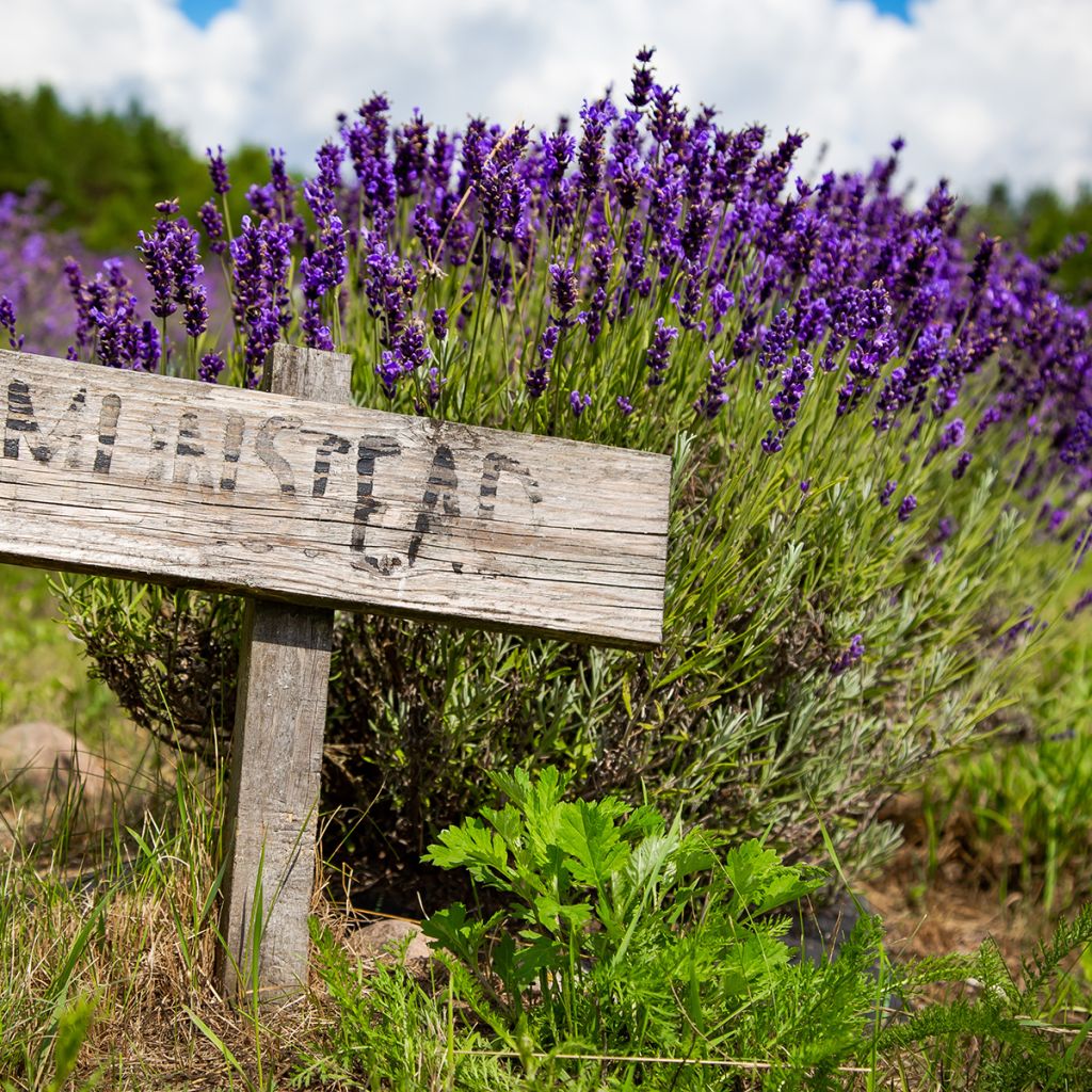 Lavandula angustifolia Munstead - True Lavender