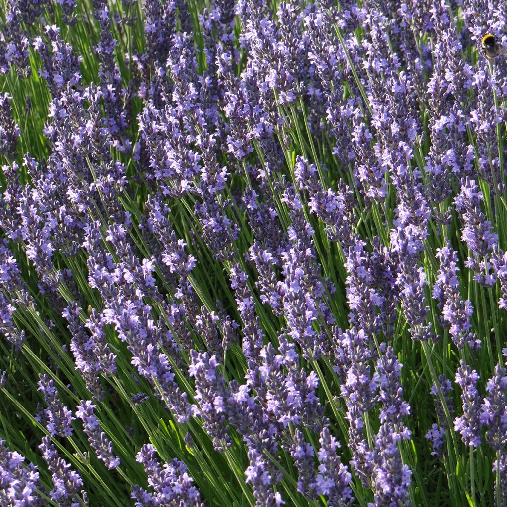 Lavandula intermedia Grosso - Lavandin