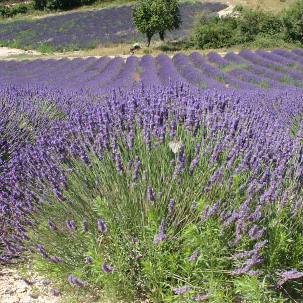 Lavande officinale - Lavandula officinalis