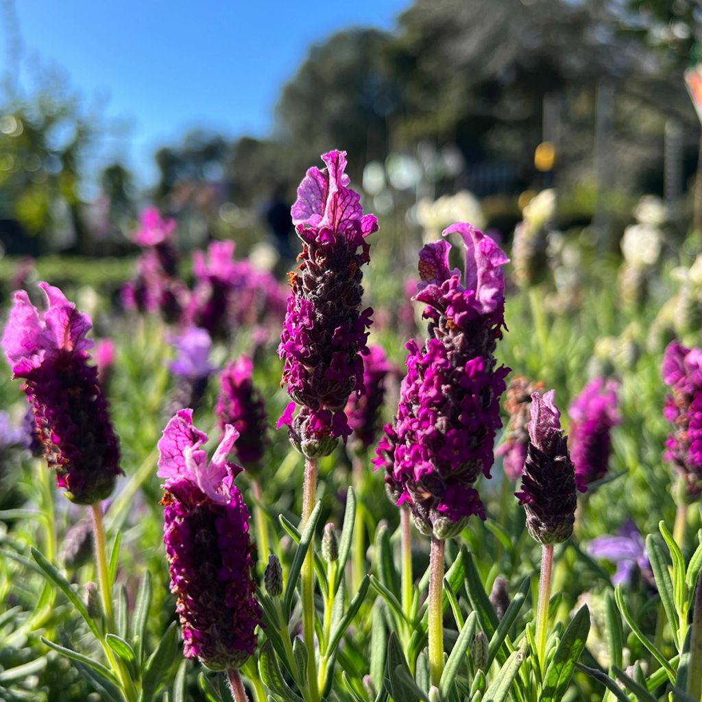 Lavandula stoechas Bandera Deep Purple - French Lavender