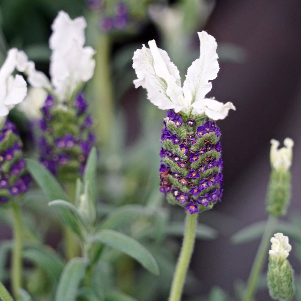 Lavandula stoechas Bandera White - French Lavender