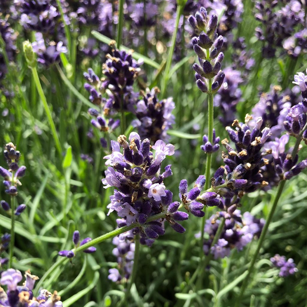 Lavande vraie - Lavandula angustifolia Hidcote